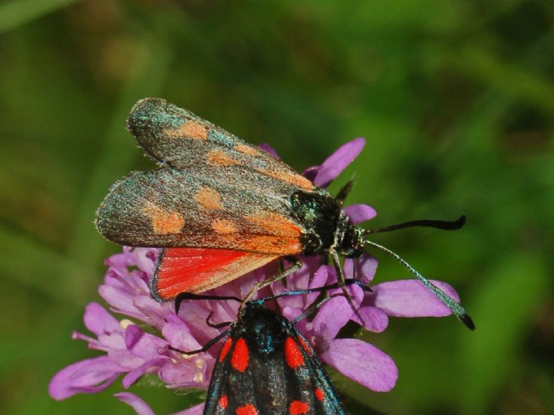 Una Zygaena con le macchie gialle